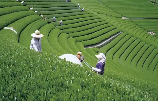 “茶旅融合”巨大发展潜力如何释放?日本“茶旅胜地”静冈这样做
