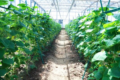 彩食鲜农业合作基地获中国良好农业规范GAP一级认证,树立高标准基地标杆