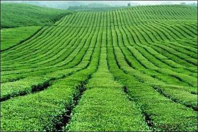 【农业推广论文】发展农村绿色循环农业及推广计划