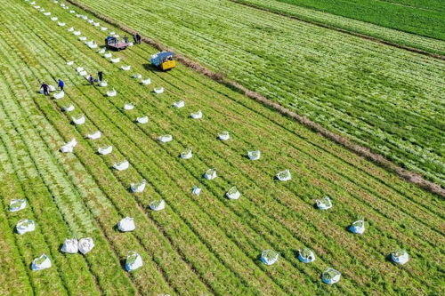 国家级创建名单,浙江1个产业园 1个集群 4个强镇入选