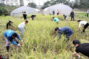 休闲农业开发的七大核心要素,缺一条玩不转