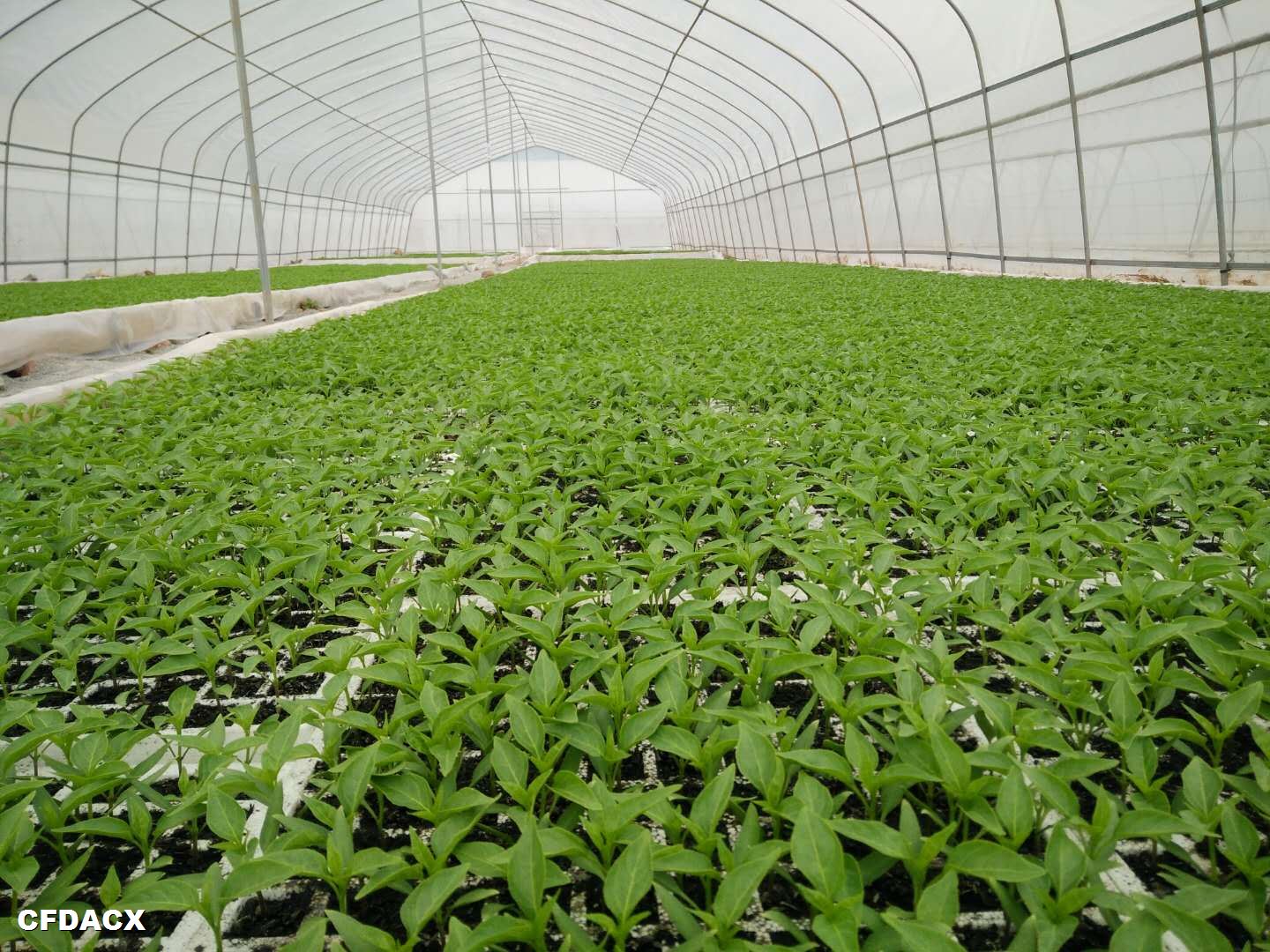 贵州一品红农业开发