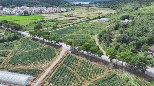 大力发展特色农业 武宁县为乡村振兴持续注入强劲动能