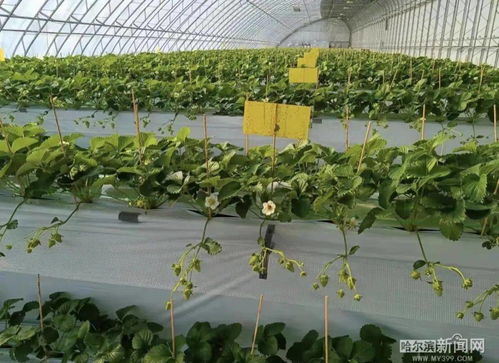 2022,我们的乡村振兴路丨阿城 高架 草莓如约上市,蹚出精品农业发展路