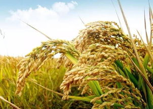 河南这9个县 区 市被中央点名 将加大扶持力度 有你的家乡吗