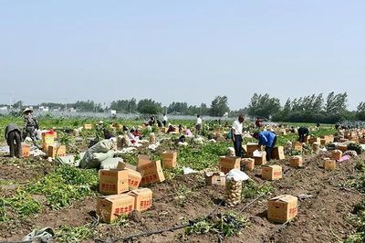 城事 | 这是界首的故事 告诉你界首土豆的前世今生