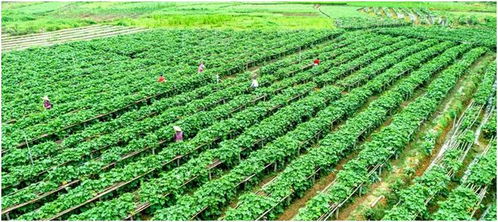 年产值138000000元 肇庆这棵菜畅销粤港澳大湾区