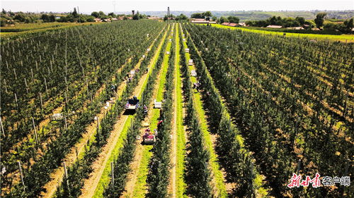 农 墨重彩提质效 庆阳市发展现代丝路寒旱农业优势特色产业纪实