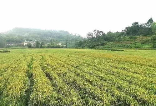 农业生产托管：农业发展新模式与现代引擎