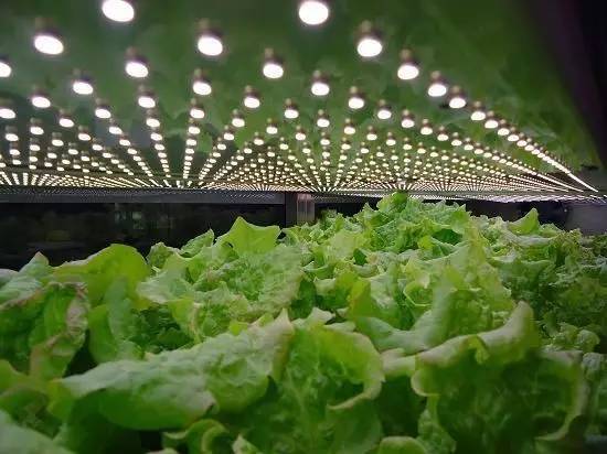 食品安全、植物工厂机械化与中药健康、农业休闲的融合——药最网农业开发新视角