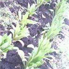 重庆蓝鼎纳米生理水施肥机 价格、图片与产品详情介绍