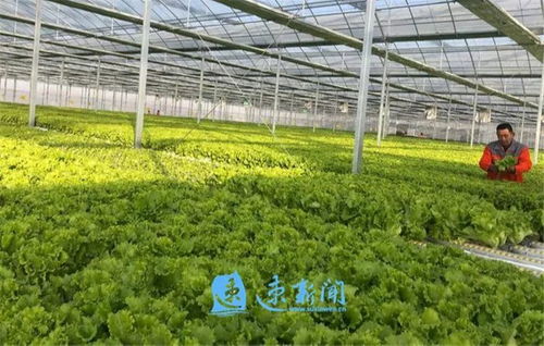 创特色树品牌 市湖滨新区按下现代农业发展快车键