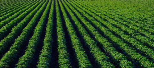 赣台农业合作深化 融合发展成果斐然，共绘现代农业新篇章