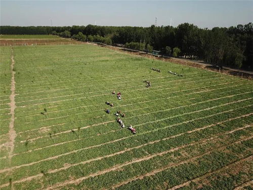 沙河镇 以中草药种植为“灵丹妙药”，全力打造特色农业小镇