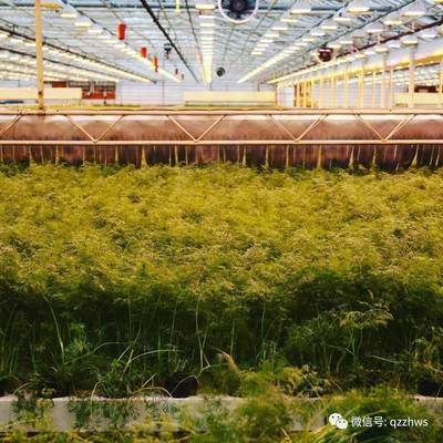 智慧温室在现代农业中的定位与运营模式