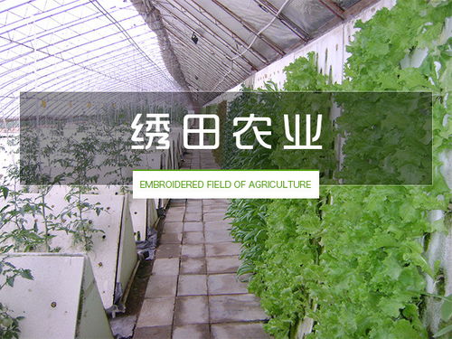 无土栽培设备价格 无土栽培 绣田农业有口皆碑