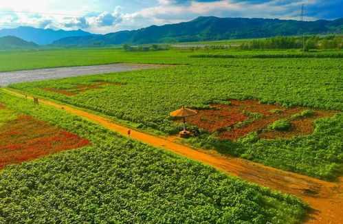 岫岩邂逅花海 百花齐放美不胜收