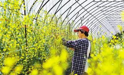 特色农产品助农民增收