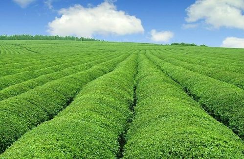 未来5年中国有机农业发展因素预测分析