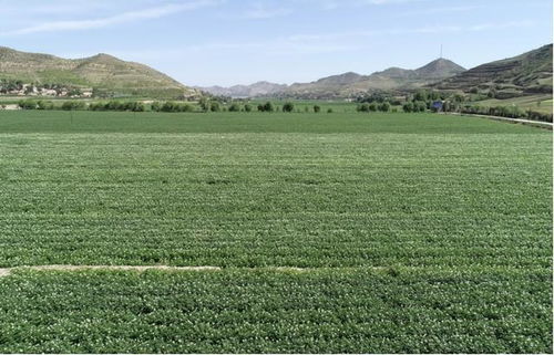 有机旱作撑起现代农业发展 一片天 会宁县实施科技抗旱工程促进粮食增产增收纪实