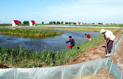 图文:黄河三角洲农业开发结硕果(2)