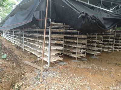 海南中民健农业发展