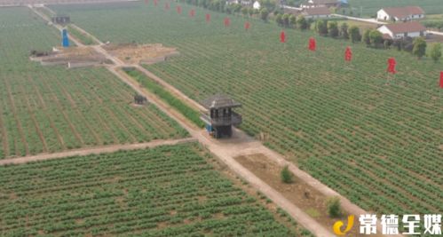 西洞庭祝丰镇 发展现代农业 带动产业扶贫