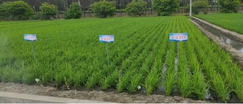 高质量打造 科技创新示范区 ,助推建三江农业现代化实现新突破 2021年与建三江分公司校企合作工作综述