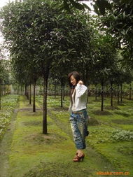 四川日香桂农业科技开发乔木产品列表