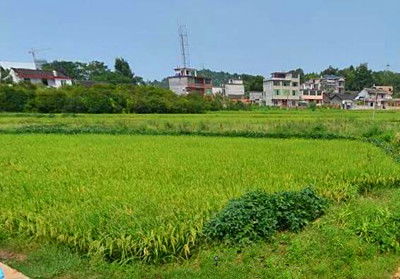 现代农业产业体系的发展趋势与农业开发现状