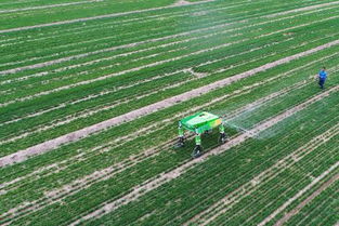 智慧农业 科技与农业融合下的新型农田种植模式开发