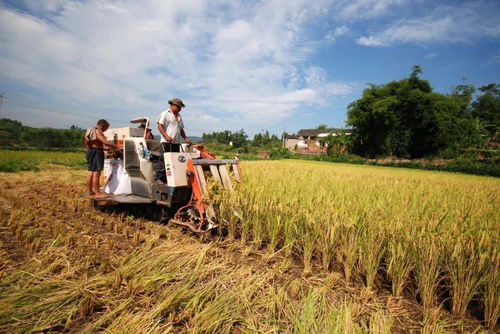 璧山现代农业发展一季度成绩单 农业开发亮点纷呈，引领区域高质量发展