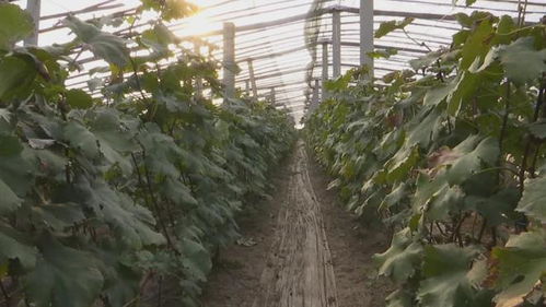 胶州 135个农产品品牌引领农业产业升级，推动全域农业开发