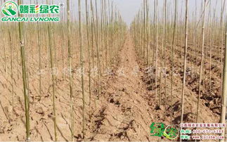 宜黄县绿农农业 速生玫红紫薇精品苗木的成功培育与先进栽培技术解析