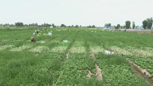 高台现代农业 科技赋能，产业兴旺，谱写农业开发新篇章