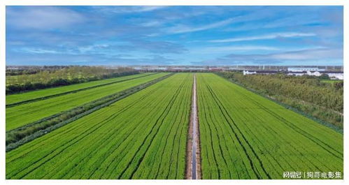 上海农场 智慧农业引领农业开发，发展之路越走越宽