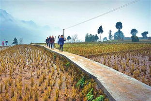 农业综合开发 拓宽致富路，促农增收新引擎